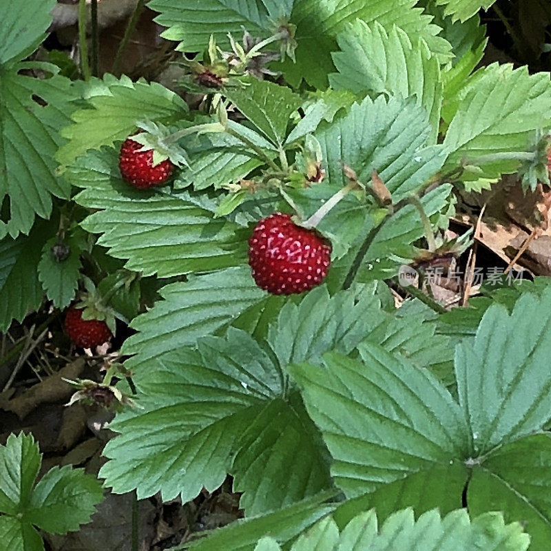 野草莓(Fragaria vesca)